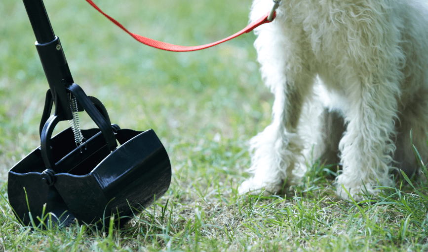 PET WASTE REMOVAL