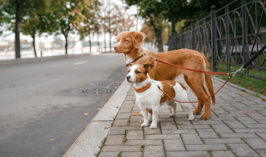 DOG WALKING