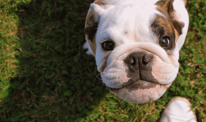 YARD ODOR TREATMENT